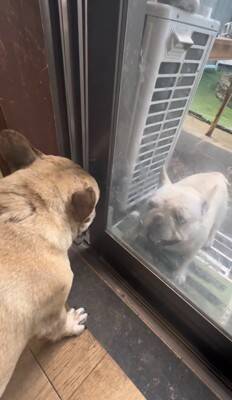 ガチで仲の悪い犬たち、窓越しに喧嘩していたので『窓を開けてみた』結果…まさかすぎる展開が334万再生「イキってるだけで草」と爆笑の嵐