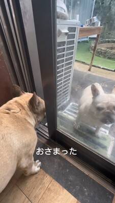 ガチで仲の悪い犬たち、窓越しに喧嘩していたので『窓を開けてみた』結果…まさかすぎる展開が334万再生「イキってるだけで草」と爆笑の嵐