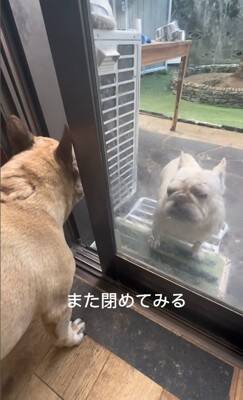 ガチで仲の悪い犬たち、窓越しに喧嘩していたので『窓を開けてみた』結果…まさかすぎる展開が334万再生「イキってるだけで草」と爆笑の嵐