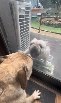 ガチで仲の悪い犬たち、窓越しに喧嘩していたので『窓を開けてみた』結果…まさかすぎる展開が334万再生「イキってるだけで草」と爆笑の嵐