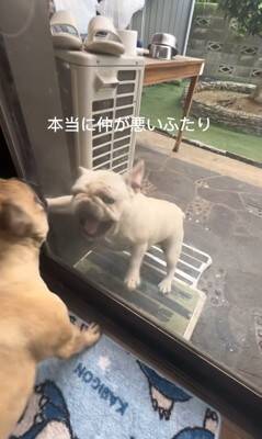 ガチで仲の悪い犬たち、窓越しに喧嘩していたので『窓を開けてみた』結果…まさかすぎる展開が334万再生「イキってるだけで草」と爆笑の嵐