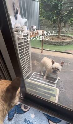 ガチで仲の悪い犬たち、窓越しに喧嘩していたので『窓を開けてみた』結果…まさかすぎる展開が334万再生「イキってるだけで草」と爆笑の嵐