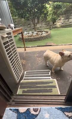 ガチで仲の悪い犬たち、窓越しに喧嘩していたので『窓を開けてみた』結果…まさかすぎる展開が334万再生「イキってるだけで草」と爆笑の嵐