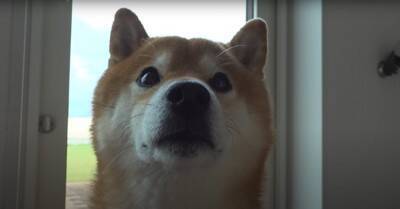 お父さんが起きられないほどの体調不良に…異変に気付いた犬の『まさかの姿』が忠犬すぎると5万再生「優しさが沁みる」「存在が尊い」と絶賛