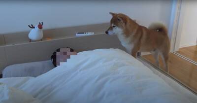 お父さんが起きられないほどの体調不良に…異変に気付いた犬の『まさかの姿』が忠犬すぎると5万再生「優しさが沁みる」「存在が尊い」と絶賛