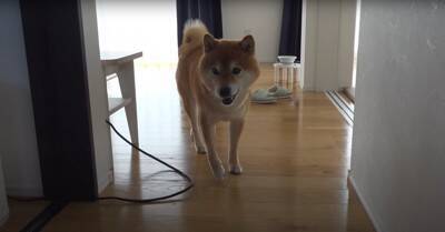 お父さんが起きられないほどの体調不良に…異変に気付いた犬の『まさかの姿』が忠犬すぎると5万再生「優しさが沁みる」「存在が尊い」と絶賛
