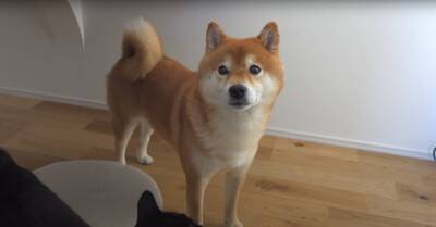 お父さんが起きられないほどの体調不良に…異変に気付いた犬の『まさかの姿』が忠犬すぎると5万再生「優しさが沁みる」「存在が尊い」と絶賛