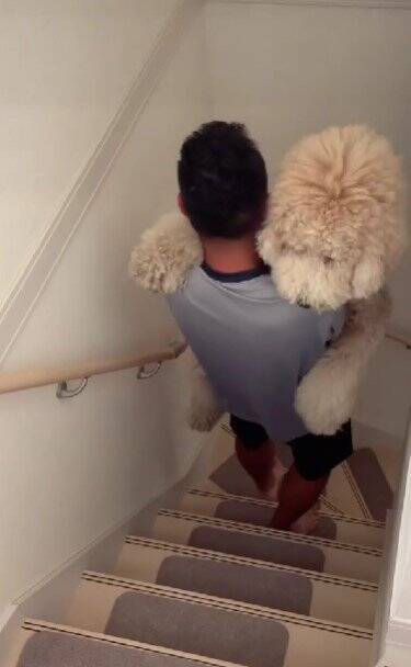 『35キロ越えの超大型犬』が階段を登れずに…まさかの『お父さんに助けを求める光景』が350万再生「赤ちゃんすぎて草」「可愛すぎｗ」