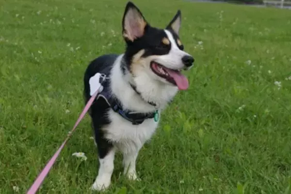 犬が急に『ピタッと固まった』ときの心理6つ　どんな理由が隠されているの？愛犬が考えていることとは