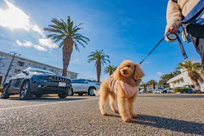 犬が急に『ピタッと固まった』ときの心理6つ　どんな理由が隠されているの？愛犬が考えていることとは