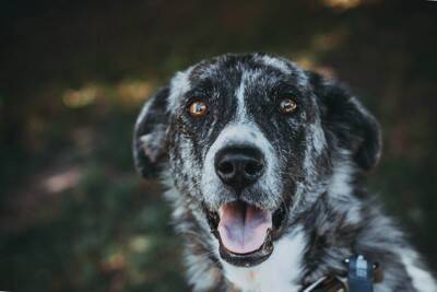 犬が急に『ピタッと固まった』ときの心理6つ　どんな理由が隠されているの？愛犬が考えていることとは