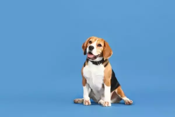 犬の『座り方』でわかる心理5つ　見逃したくない危険な体勢まで解説