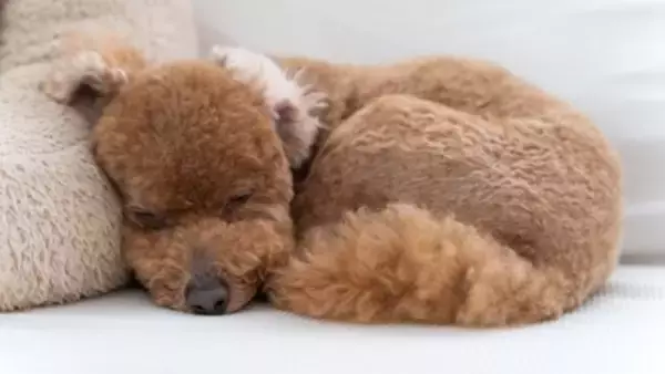 犬が『体を丸める』心理５選　寝相からわかる愛犬の本音や注意点まで解説