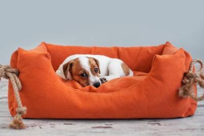 犬が『体を丸める』心理５選　寝相からわかる愛犬の本音や注意点まで解説