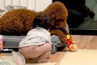 『アンパンマン人形』で遊ぶ大型犬と1歳の男の子→取り合いになって…まるで『本当の兄弟』のような光景に反響「可愛い」「勝ち誇ってるｗ」