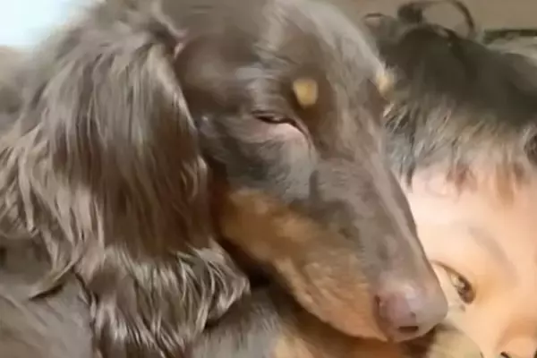 犬が『男の子の上で寝てしまった』結果→『嫌がるかな』と思ったら…意外な光景が愛おしいと8万再生の反響「まさに相思相愛」「幸せの極みすぎ」
