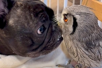 友人が飼っている『フクロウ』と会った犬→仲良くなろうと努力して…種族を超えた『触れ合い』が54万再生「見ていてほのぼの」「尊い…」