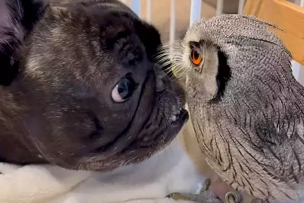 友人が飼っている『フクロウ』と会った犬→仲良くなろうと努力して…種族を超えた『触れ合い』が54万再生「見ていてほのぼの」「尊い…」