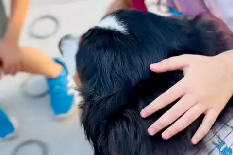 『触ってもいいですか？』40キロ越えの超大型犬が"小学生の子どもたち"に遭遇→あまりにも『平和なやり取り』が126万再生「すべてが尊い」