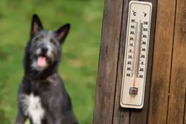 犬に絶対やってはいけない『夏のNG行為』５選　最悪の場合、命を落とすことも…