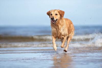 犬に絶対やってはいけない『夏のNG行為』５選　最悪の場合、命を落とすことも…