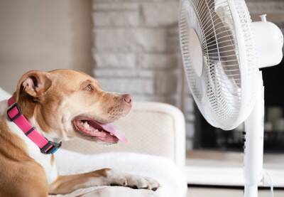 犬に絶対やってはいけない『夏のNG行為』５選　最悪の場合、命を落とすことも…
