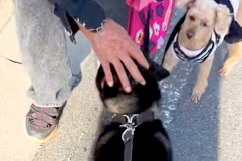 小さな頃から可愛がってくれる『おじいちゃん』に遭遇した犬→見つけた瞬間の『愛おしすぎる光景』に反響「圧がｗ」「おじいちゃん絶対に嬉しい」