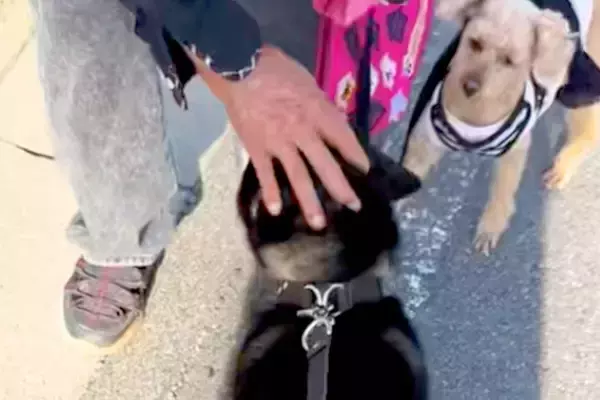 小さな頃から可愛がってくれる『おじいちゃん』に遭遇した犬→見つけた瞬間の『愛おしすぎる光景』に反響「圧がｗ」「おじいちゃん絶対に嬉しい」