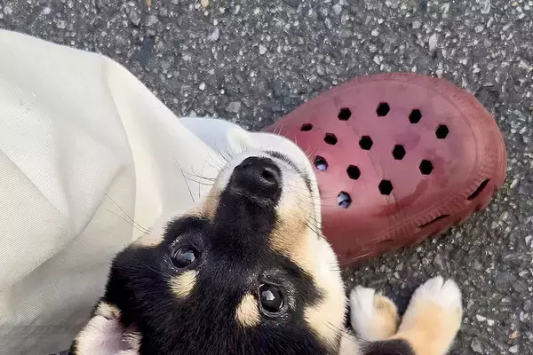 赤ちゃん犬が『初めて外の世界を自力で歩いた』結果→たったの2分後…あまりにも愛おしい光景に5万いいね「不安いっぱいだね」「大物になる」