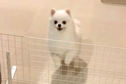 大好きなパパと4日間も会えなかった犬→再会した瞬間、喜び過ぎて『耳』が…まさかの『アザラシ化』する光景に反響「可愛すぎ」「全力で最高」