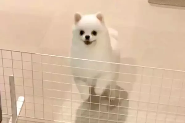 大好きなパパと4日間も会えなかった犬→再会した瞬間、喜び過ぎて『耳』が…まさかの『アザラシ化』する光景に反響「可愛すぎ」「全力で最高」