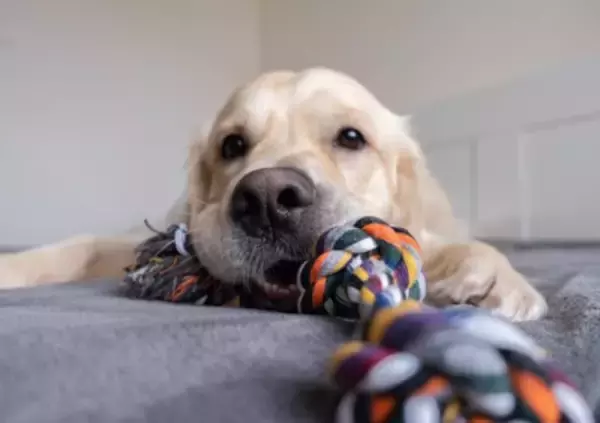犬が使う『おもちゃのロープ』に潜む危険とは？考えられるリスクや対策までご紹介
