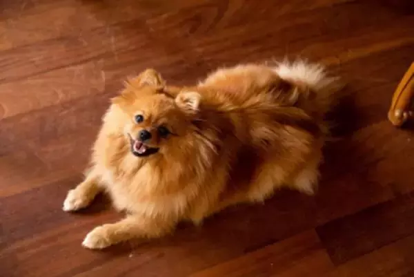 犬がトラブルに巻き込まれる『危険な床』とは？主な特徴や事故を防ぐための対策まで