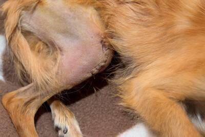 犬がトラブルに巻き込まれる『危険な床』とは？主な特徴や事故を防ぐための対策まで