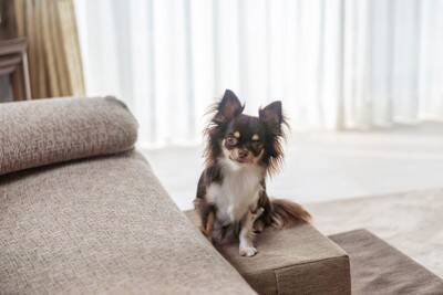 犬がトラブルに巻き込まれる『危険な床』とは？主な特徴や事故を防ぐための対策まで
