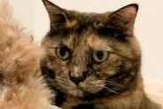 猫に愛され過ぎてしまった犬→どこへ行くにもついてきて…あまりにもわかりやすい『困惑の表情』に反響「圧すごいｗ」「目を合わせないの可愛い」