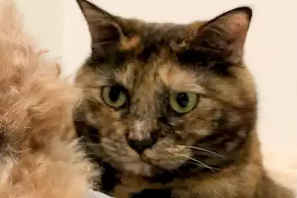 猫に愛され過ぎてしまった犬→どこへ行くにもついてきて…あまりにもわかりやすい『困惑の表情』に反響「圧すごいｗ」「目を合わせないの可愛い」