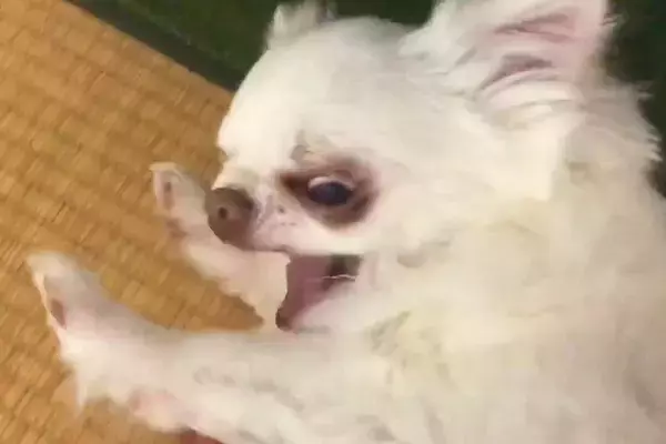 お留守番の後、不機嫌でブチギレた犬→『一緒にお風呂に入ろう』と言うと…まさかの『態度の変化』に反響「切り替え早いｗｗ」「寂しかったんだ」