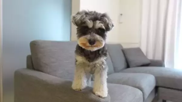 疲れておやじみたいな寝方をするワンコがずっと見てられると話題 「めちゃめちゃ可愛い寝姿」「前世は新橋の酔っぱらい」