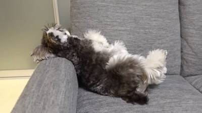 疲れておやじみたいな寝方をするワンコがずっと見てられると話題 「めちゃめちゃ可愛い寝姿」「前世は新橋の酔っぱらい」