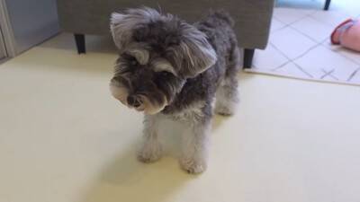 疲れておやじみたいな寝方をするワンコがずっと見てられると話題 「めちゃめちゃ可愛い寝姿」「前世は新橋の酔っぱらい」