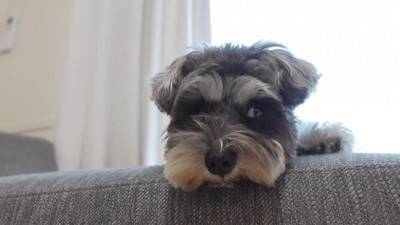 疲れておやじみたいな寝方をするワンコがずっと見てられると話題 「めちゃめちゃ可愛い寝姿」「前世は新橋の酔っぱらい」