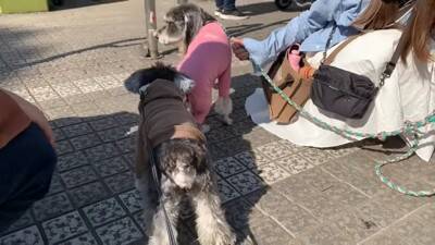 疲れておやじみたいな寝方をするワンコがずっと見てられると話題 「めちゃめちゃ可愛い寝姿」「前世は新橋の酔っぱらい」