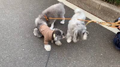 疲れておやじみたいな寝方をするワンコがずっと見てられると話題 「めちゃめちゃ可愛い寝姿」「前世は新橋の酔っぱらい」