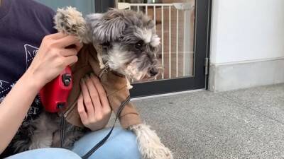 疲れておやじみたいな寝方をするワンコがずっと見てられると話題 「めちゃめちゃ可愛い寝姿」「前世は新橋の酔っぱらい」