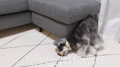 疲れておやじみたいな寝方をするワンコがずっと見てられると話題 「めちゃめちゃ可愛い寝姿」「前世は新橋の酔っぱらい」