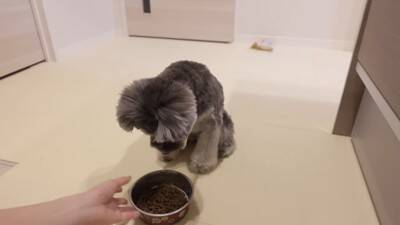 疲れておやじみたいな寝方をするワンコがずっと見てられると話題 「めちゃめちゃ可愛い寝姿」「前世は新橋の酔っぱらい」