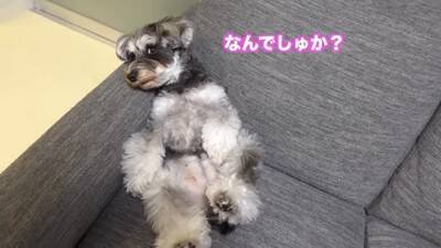 疲れておやじみたいな寝方をするワンコがずっと見てられると話題 「めちゃめちゃ可愛い寝姿」「前世は新橋の酔っぱらい」