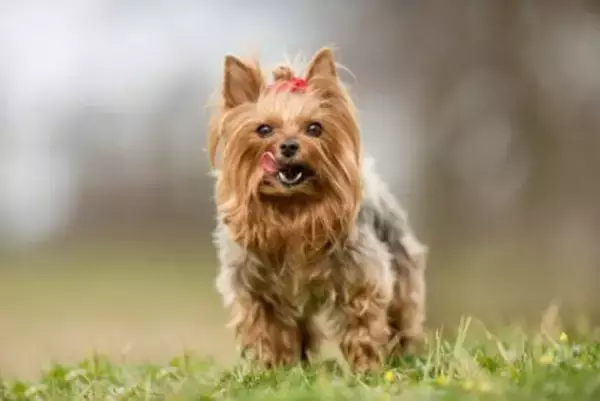 『すぐに甘えてくる』犬種5選　どんな仕草をする？甘えん坊に育てる方法まで解説