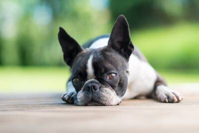 『すぐに甘えてくる』犬種5選　どんな仕草をする？甘えん坊に育てる方法まで解説